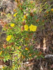 Hibbertia bracteata