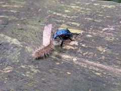 Alcaeorrhynchus grandis