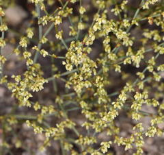 Eriogonum brachyanthum