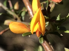 Pultenaea