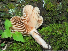 Lactarius subplinthogalus