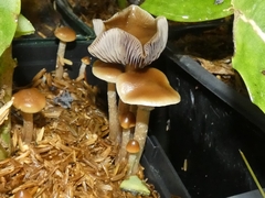 Psilocybe stuntzii