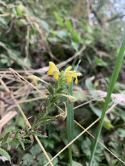 Bellardia viscosa
