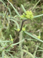 Helianthus angustifolius