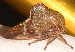 Telamona monticola