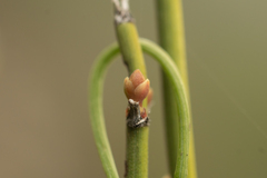 Ephedra