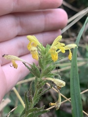 Bellardia viscosa
