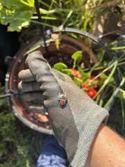 Phidippus adumbratus