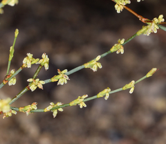 Eriogonum brachyanthum