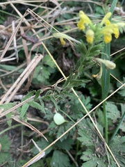 Bellardia viscosa
