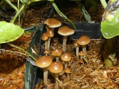 Psilocybe stuntzii