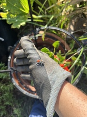 Phidippus adumbratus