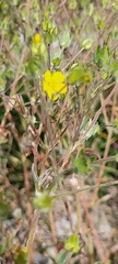 Potentilla