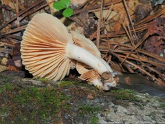 Lactarius subplinthogalus