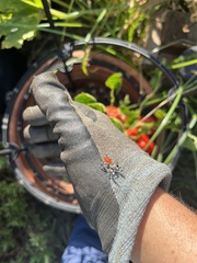 Phidippus adumbratus