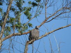 Patagioenas maculosa