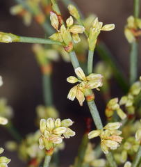 Eriogonum brachyanthum