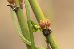 Ephedra