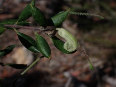 Grevillea mucronulata