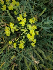 Euphorbia virgata