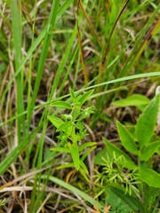 Trichostema brachiatum