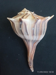 Sinistrofulgur pulleyi