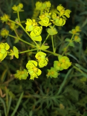 Euphorbia virgata