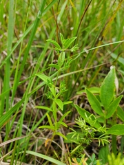 Trichostema brachiatum