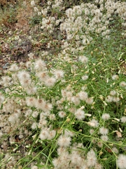 Baccharis plummerae