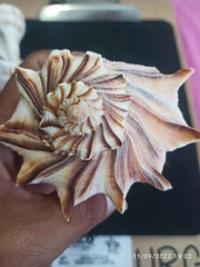 Sinistrofulgur pulleyi