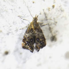 Tebenna gnaphaliella