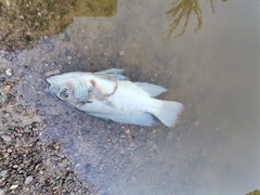 Oreochromis