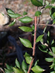 Grevillea mucronulata