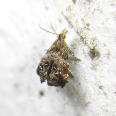 Tebenna gnaphaliella