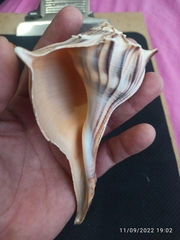 Sinistrofulgur pulleyi