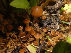Psilocybe stuntzii