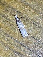 Microcrambus minor