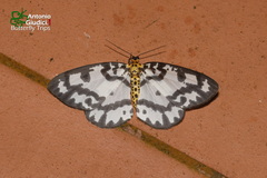 Abraxas intervacuata