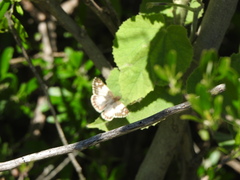 Pyrginae