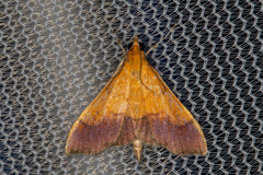 Pyrausta bicoloralis