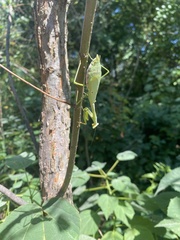 Stagmomantis carolina