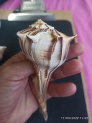 Sinistrofulgur pulleyi