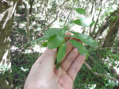 Acanthosyris spinescens