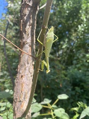 Stagmomantis carolina