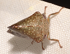 Telamona monticola