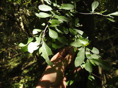 Acanthosyris spinescens