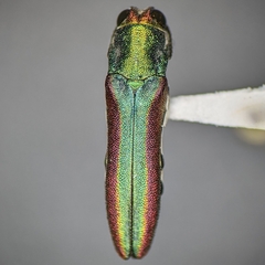 Agrilus pulchellus