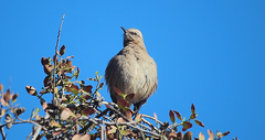 Mimus thenca