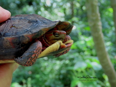 Rhinoclemmys pulcherrima rogerbarbouri