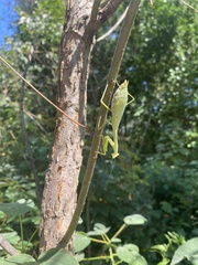 Stagmomantis carolina